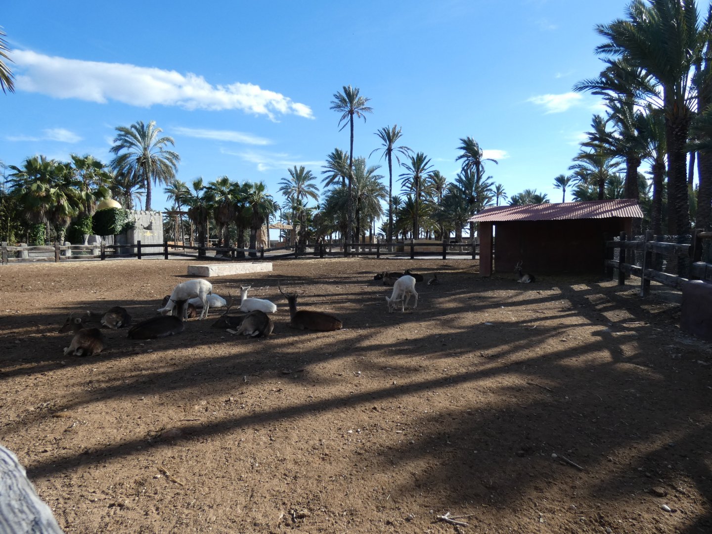Fallow Deer and Mouflon mixed exhibit