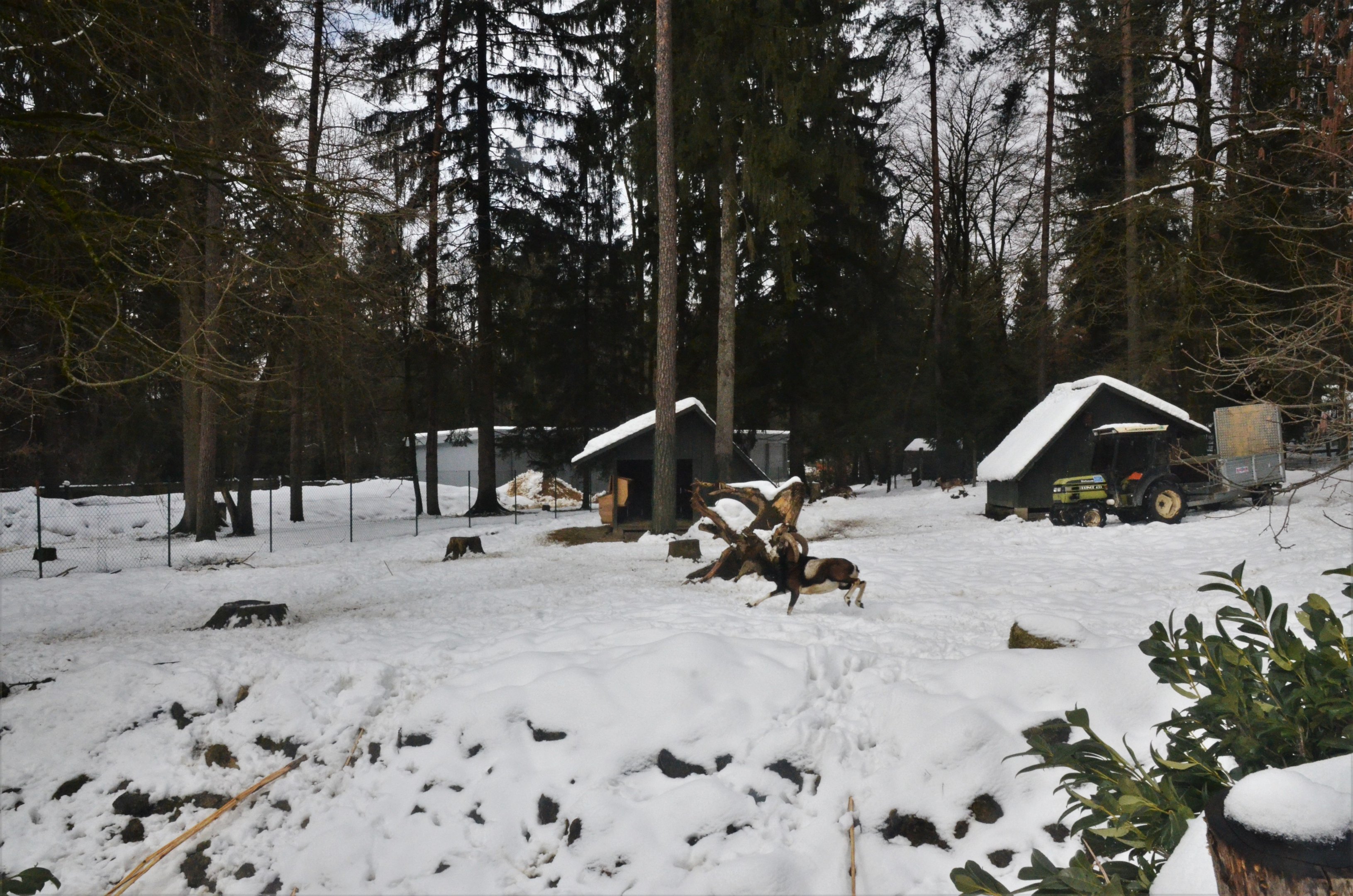 Fallow Deer and Mouflon Paddock at Ljubljana Zoo, 07/03/18