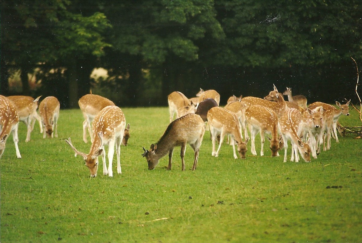 Fallow Deer and Mr Smith 14th August 1999
