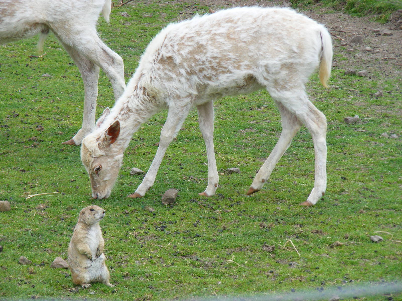 Fallow deer and prairie dog at Auchingarrich Wildlife Centre, 20 May 2010