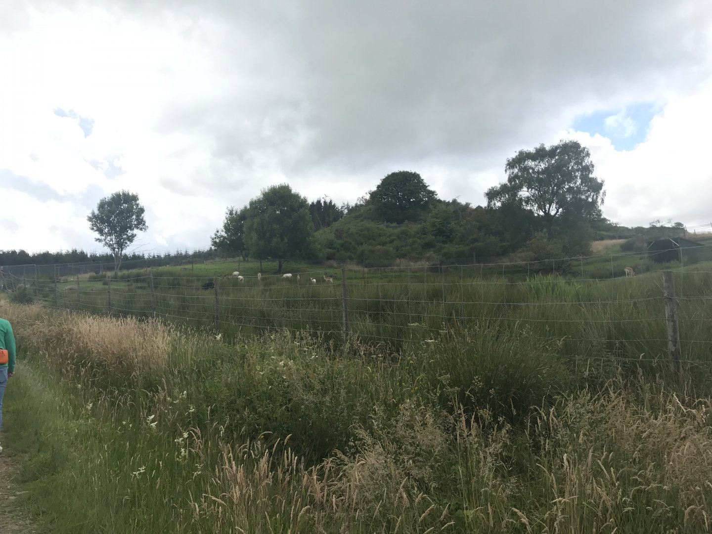 Fallow deer and sheep enclosure