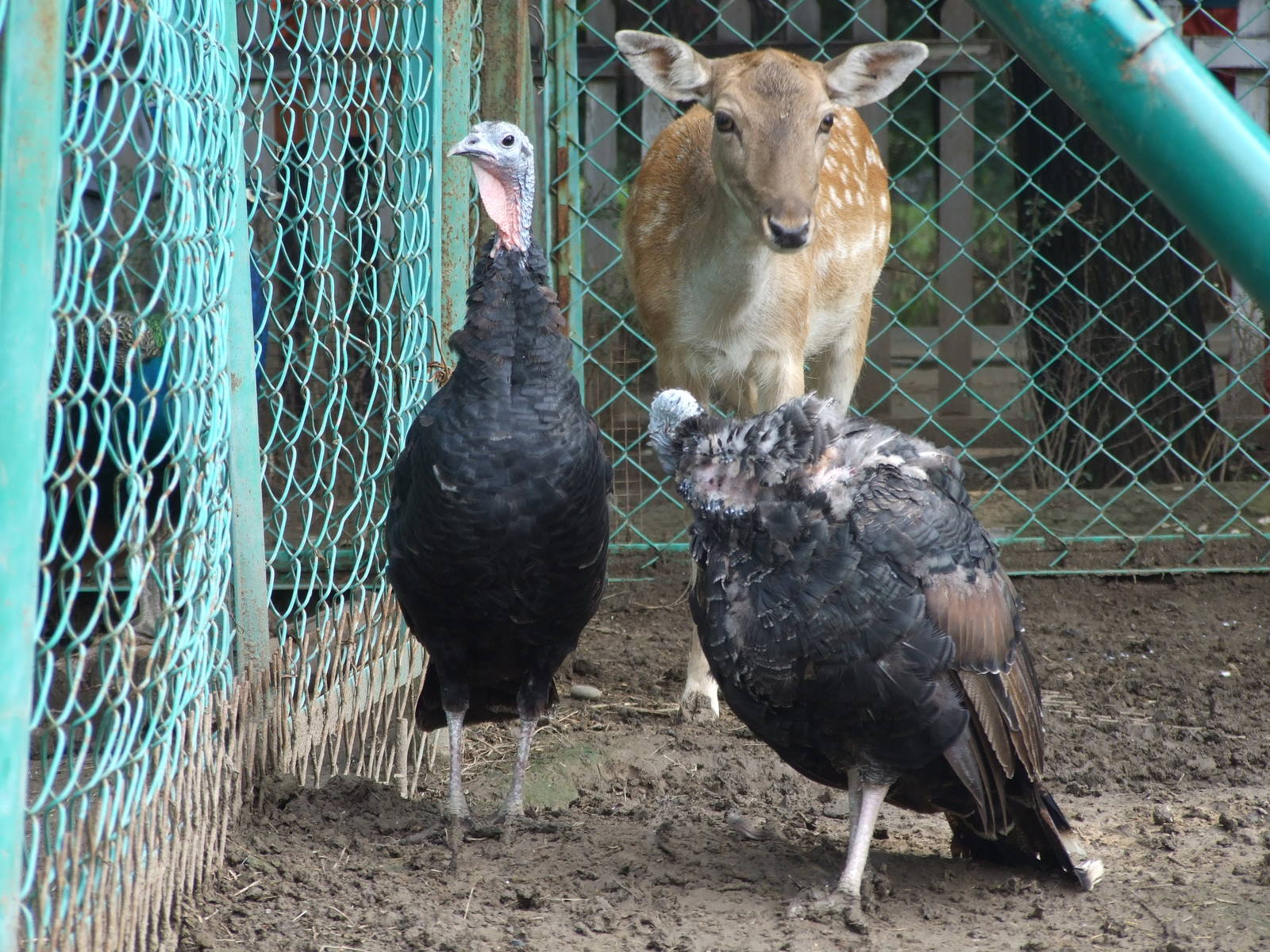 Fallow deer and Turkey