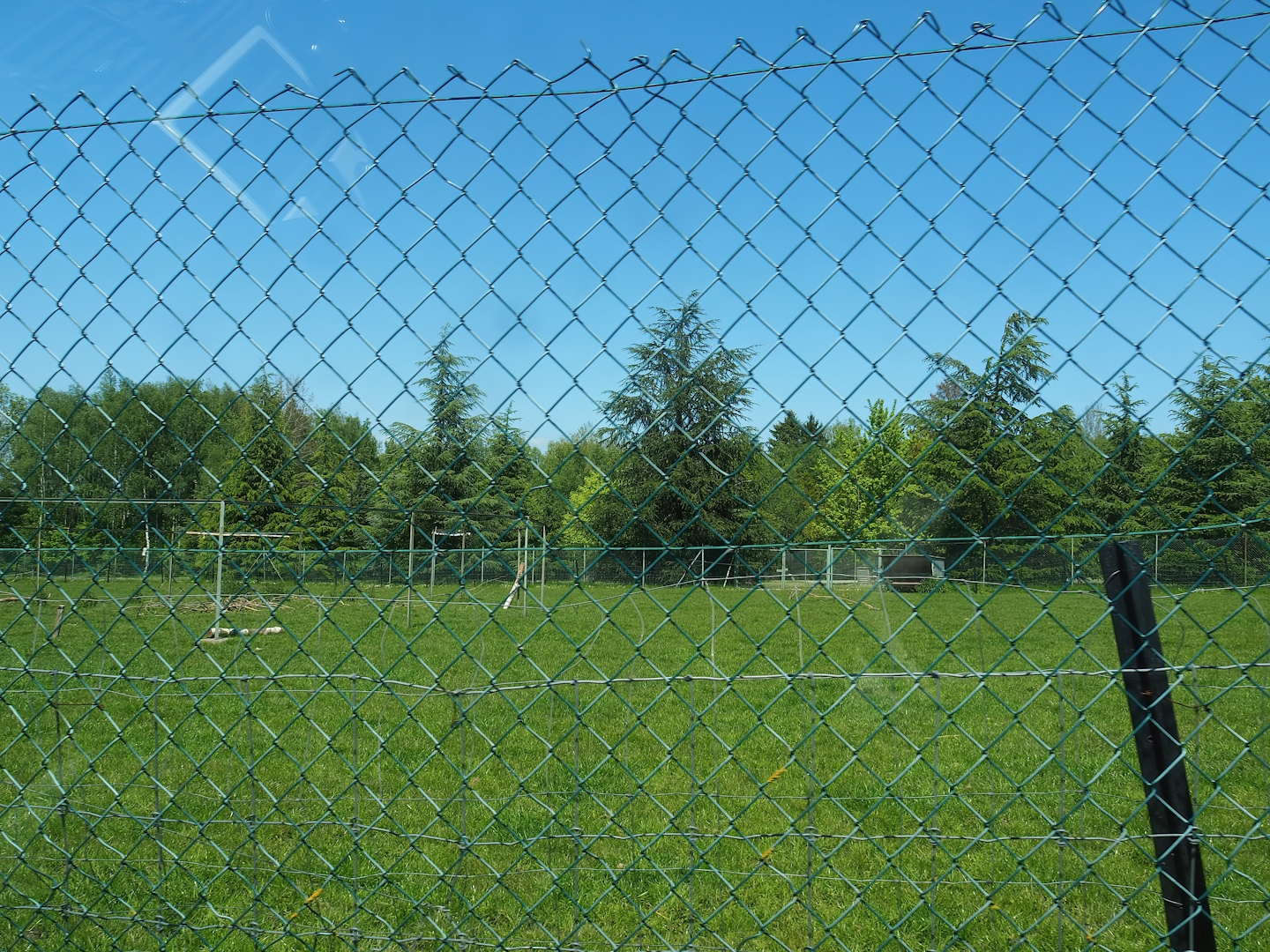 Fallow deer and wapiti paddock, 2023-05-19