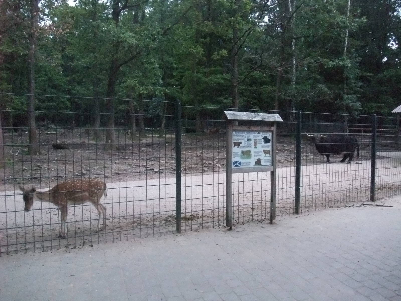 Fallow Deer and Yak at Wildpark Pforzheim, 02/09/10