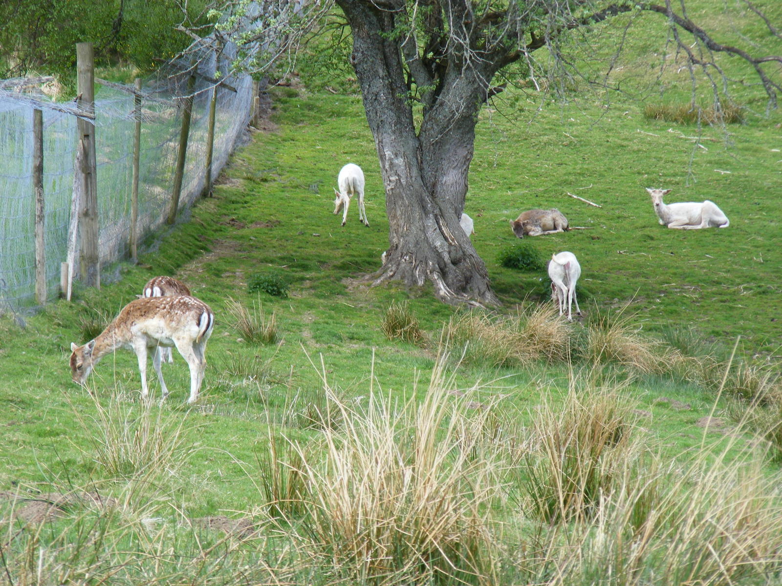 Fallow deer at Auchingarrich Wildlife Centre, 20 May 2010