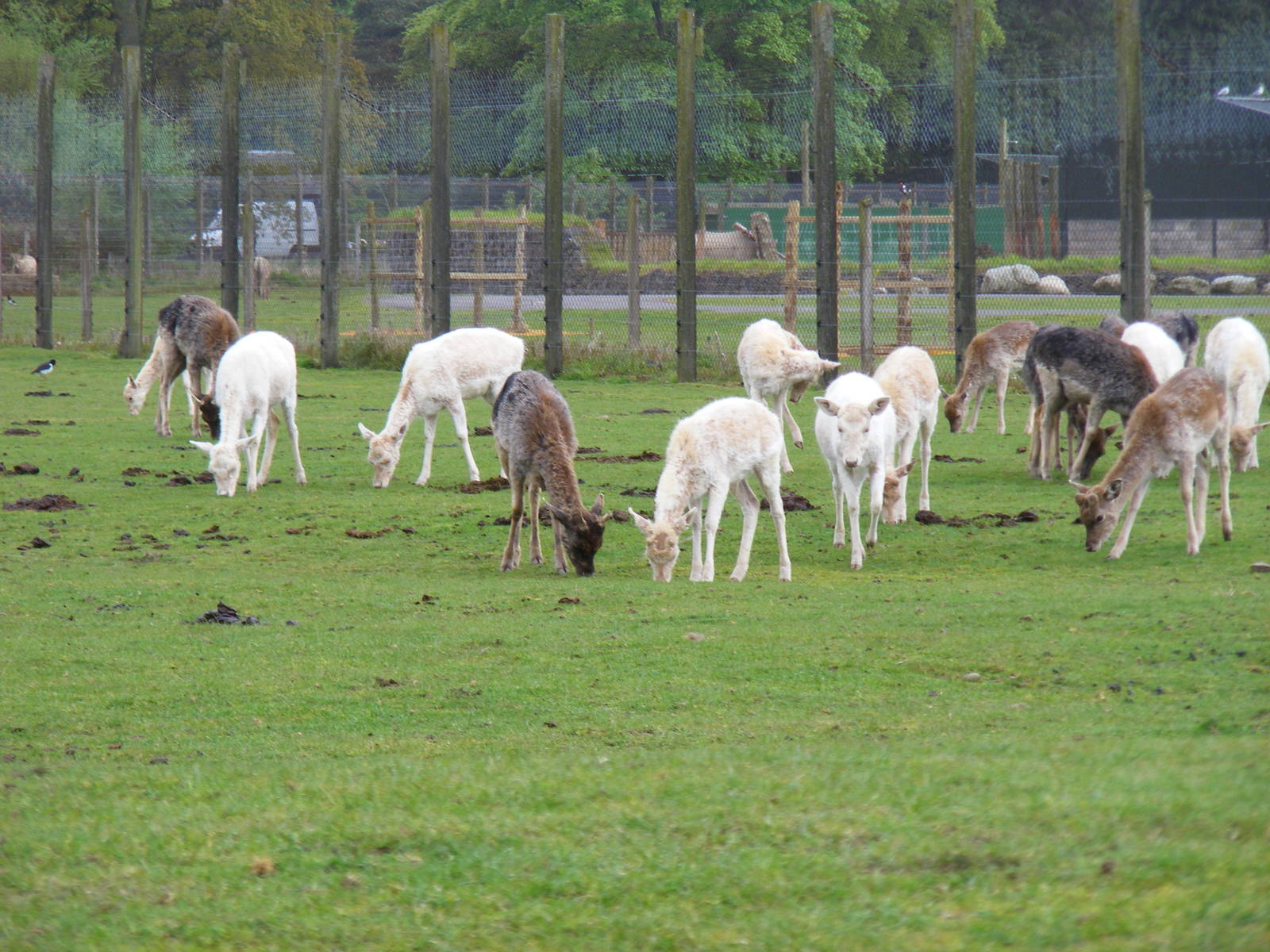Fallow deer at Blair Drummond Safari Park, 19 May 2010