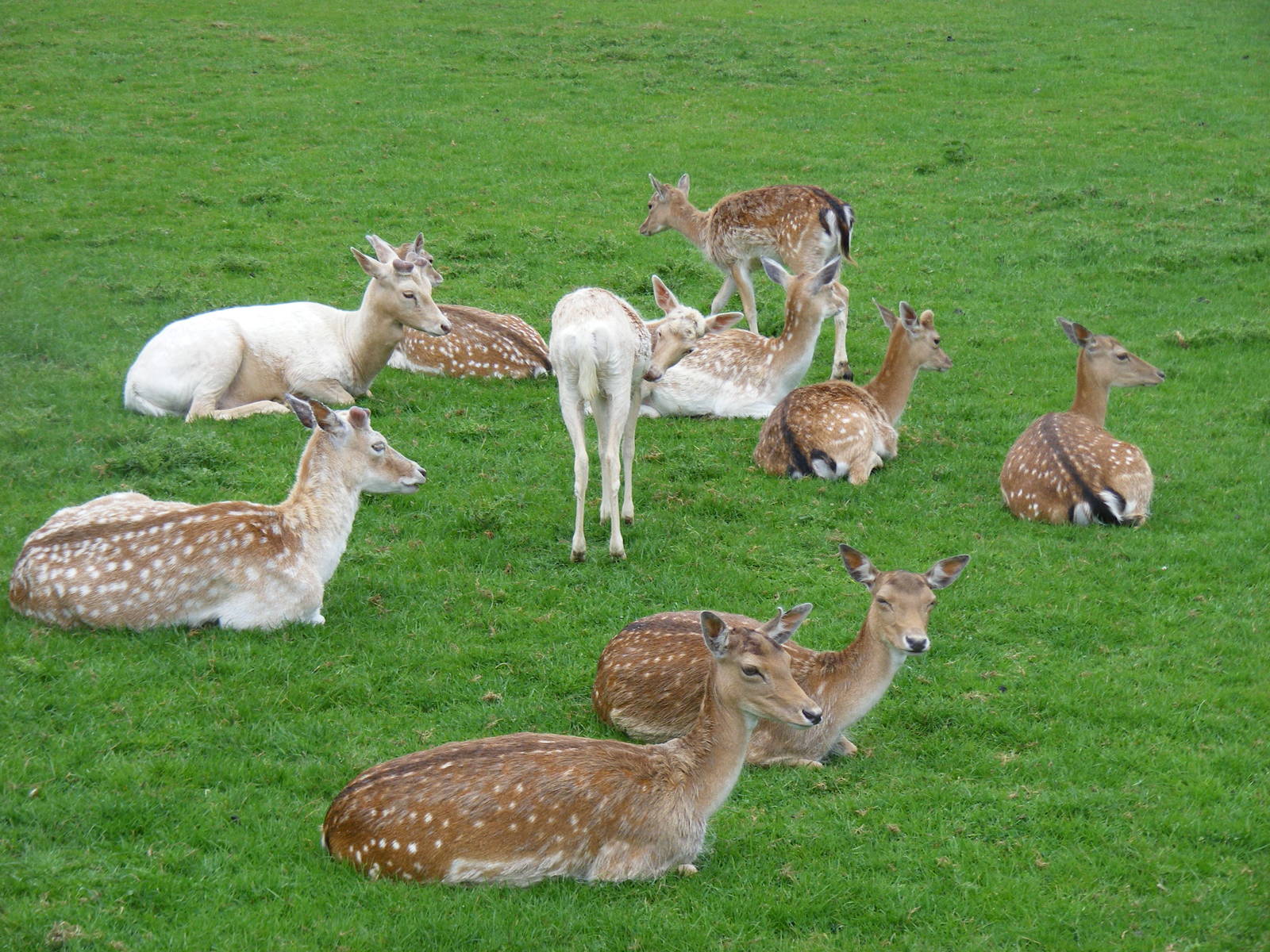 Fallow deer at British Wildlife Centre, 29 May 2010