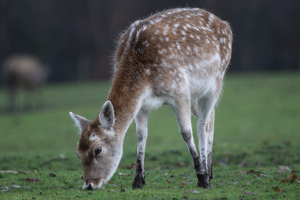 Fallow Deer at Knowsley Safari 22/12/2016