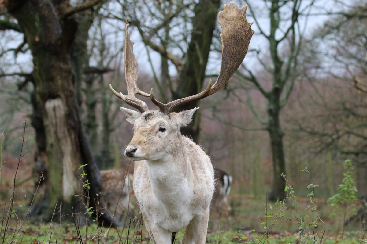 Fallow Deer at Knowsley Safari 23rd December 2020