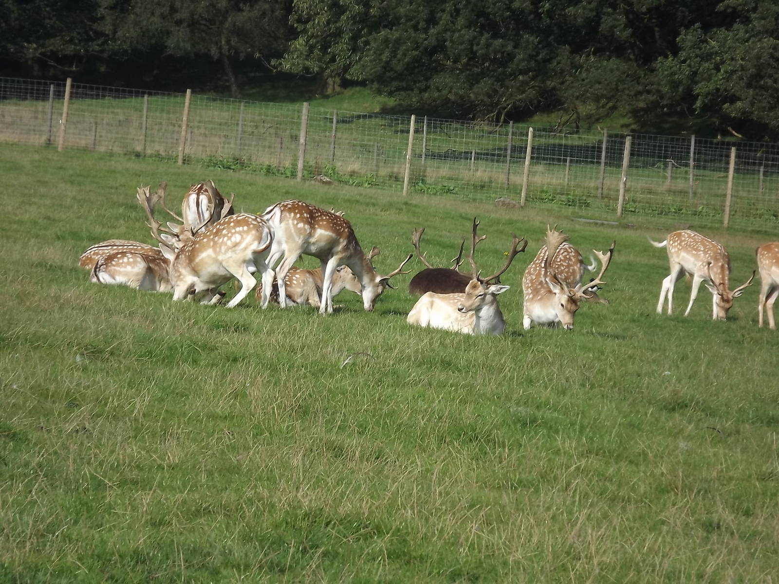 Fallow Deer at Knowsley Safari Park 08/09/12