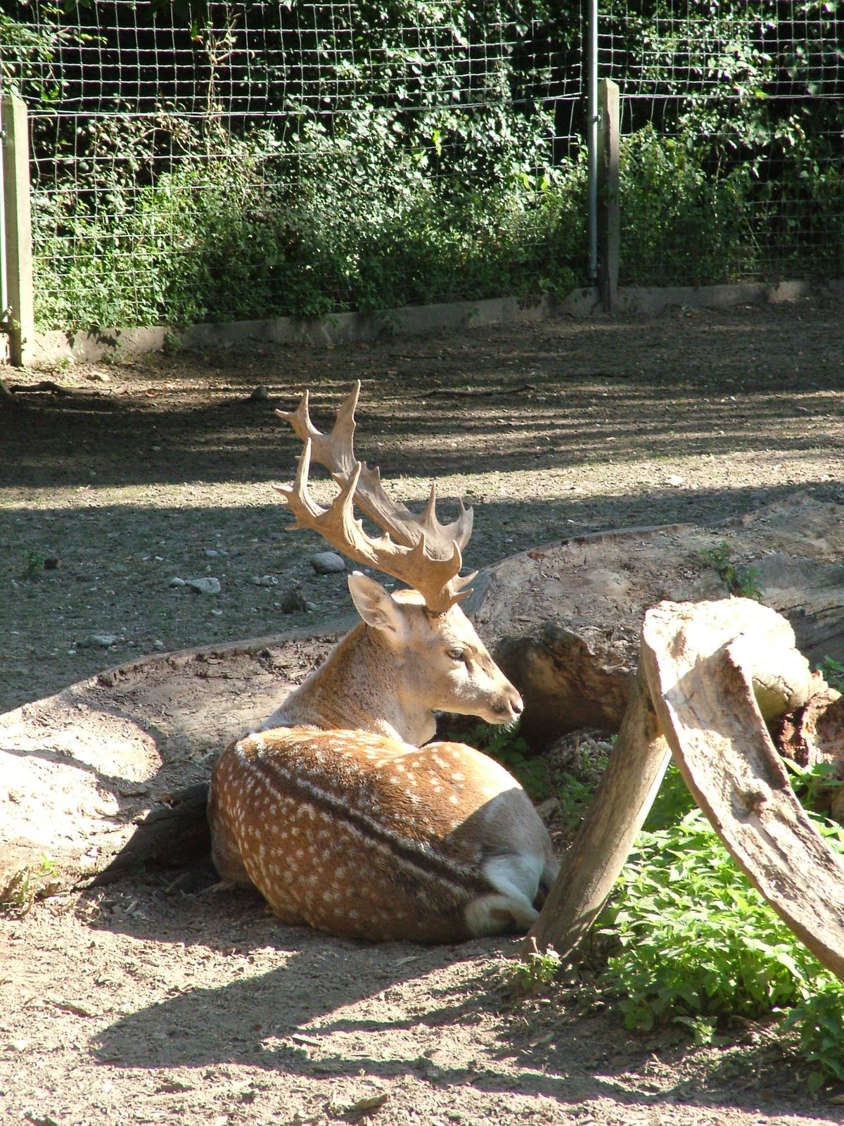 Fallow Deer at Lange Erlen, 30/08/09