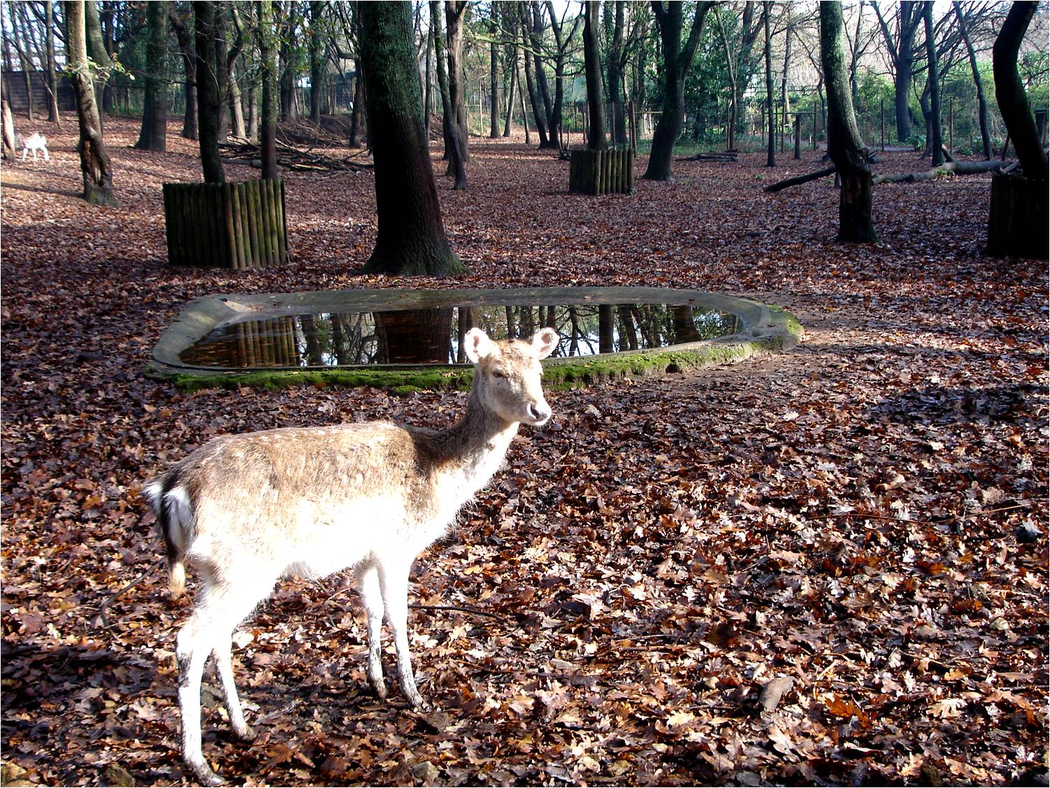 Fallow Deer at Parque Biológico de Gaia, 1/1/2013