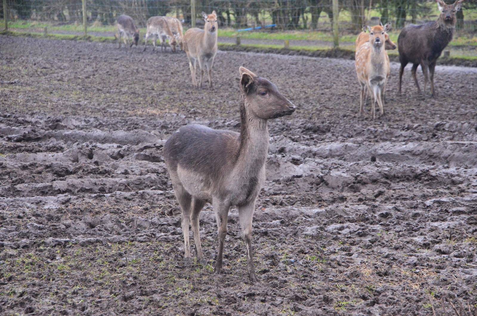Fallow Deer at the Scottish Deer Centre, 06/02/16