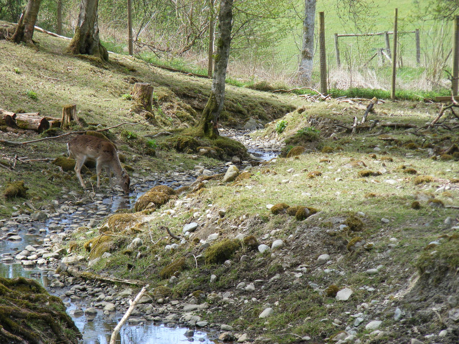 Fallow deer at Trotters World of Animals, 15 May 2010