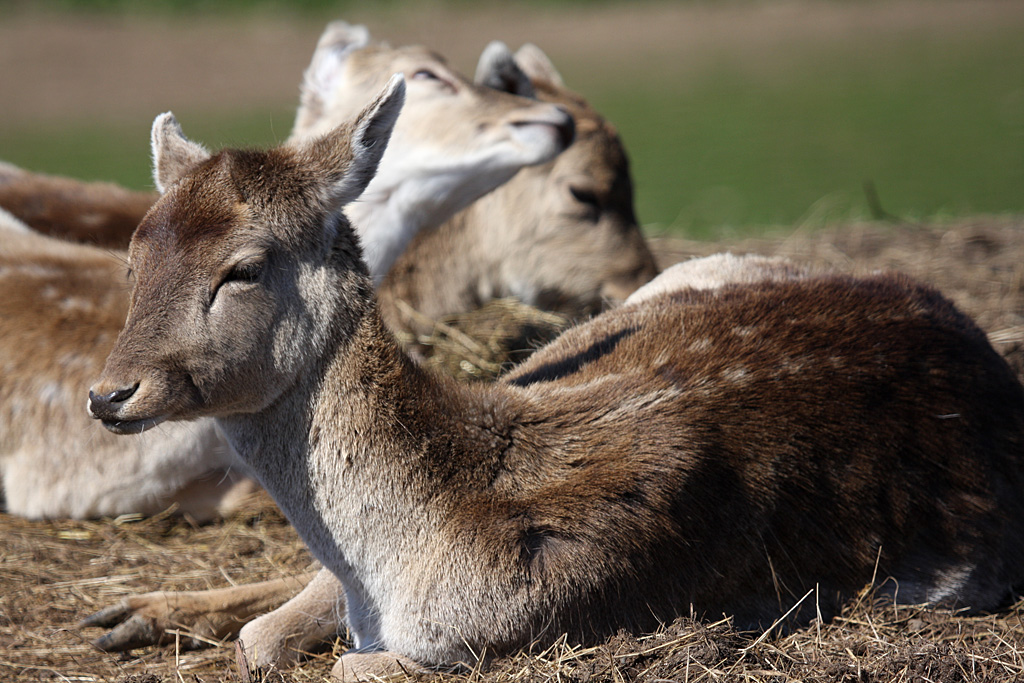 Fallow Deer at Welsh Mountain Zoo