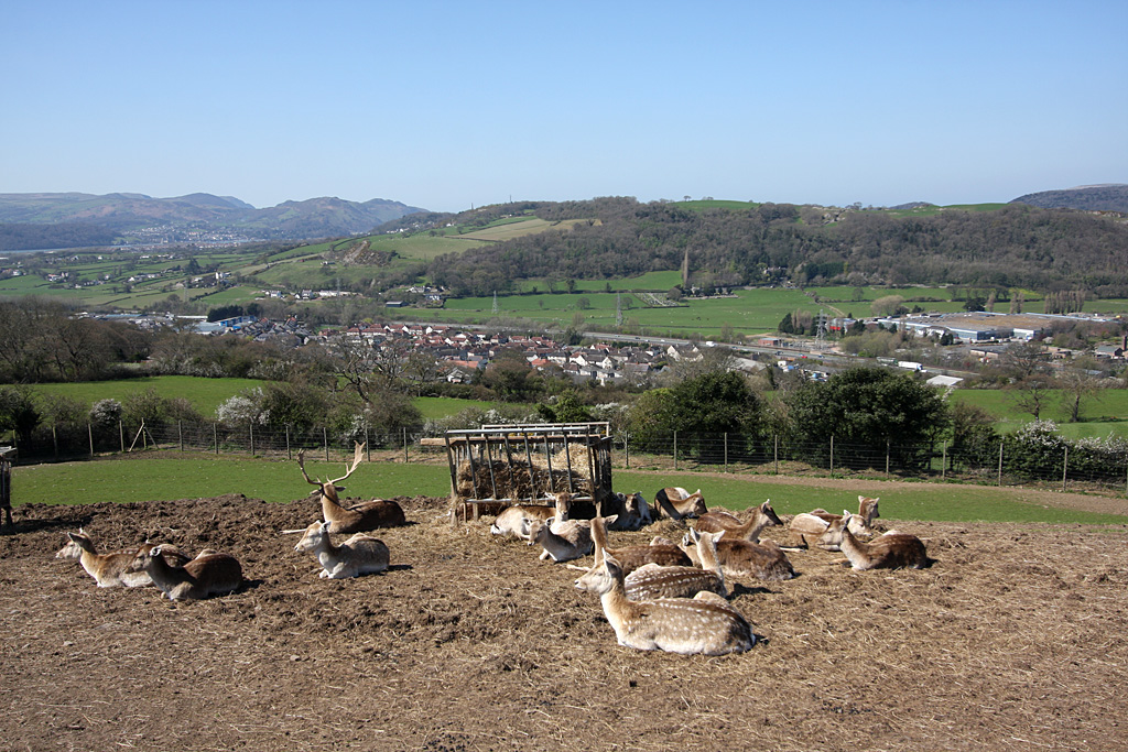 Fallow Deer at Welsh Mountain Zoo