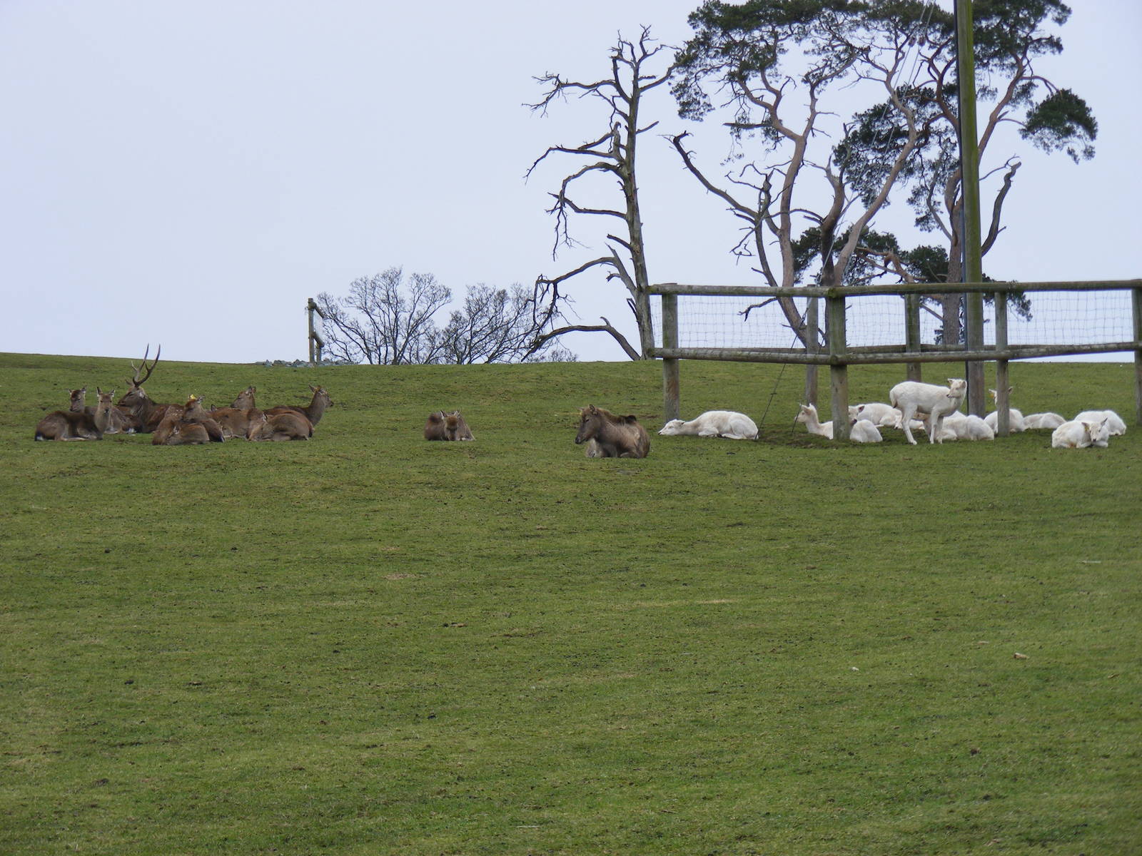 Fallow deer at West Midland Safari Park, 13 February 2010