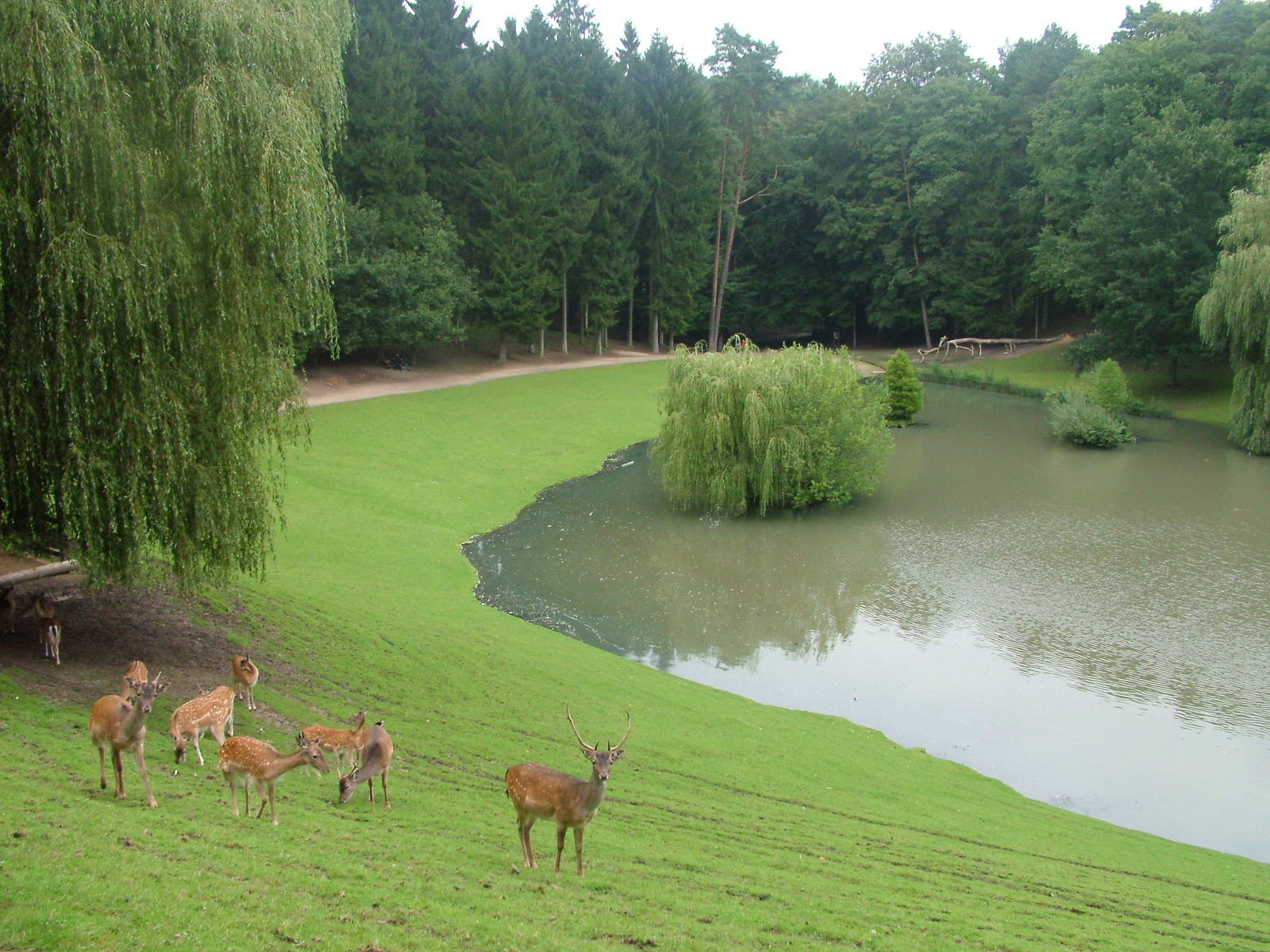 Fallow Deer at Wildpark Schwarze Berge 2007