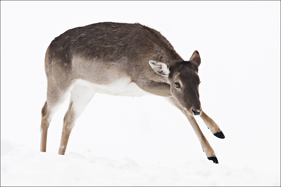 Fallow Deer at Wildpark Schwarze Berge