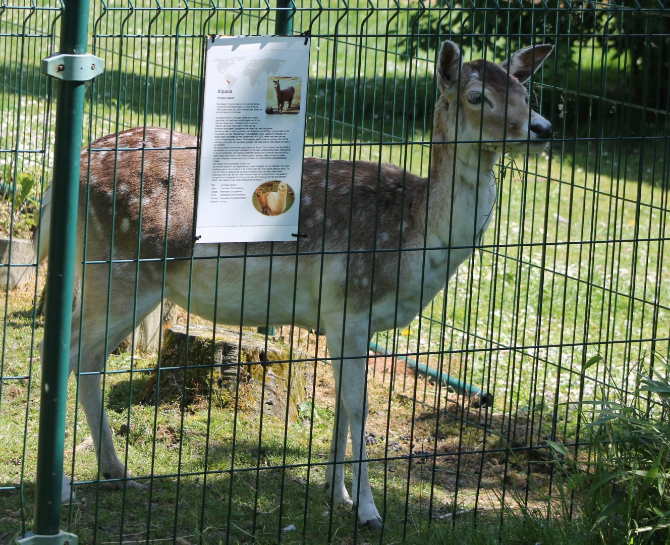 Fallow deer behind wrong sign