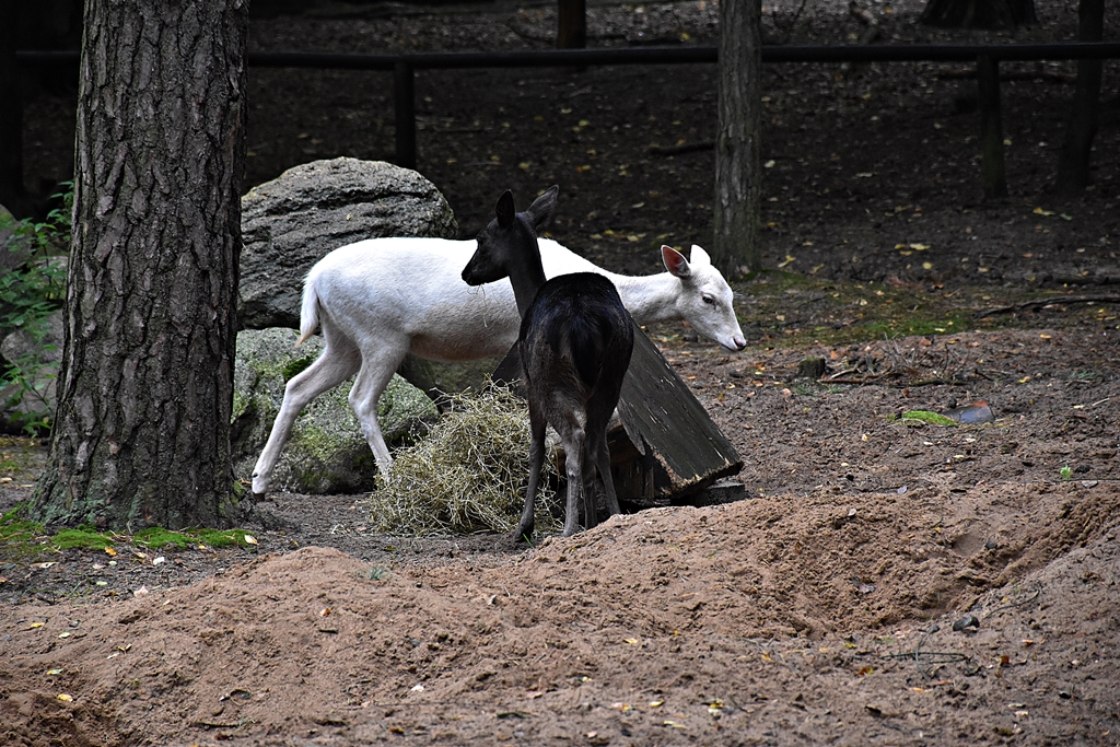 Fallow deer (black & white)