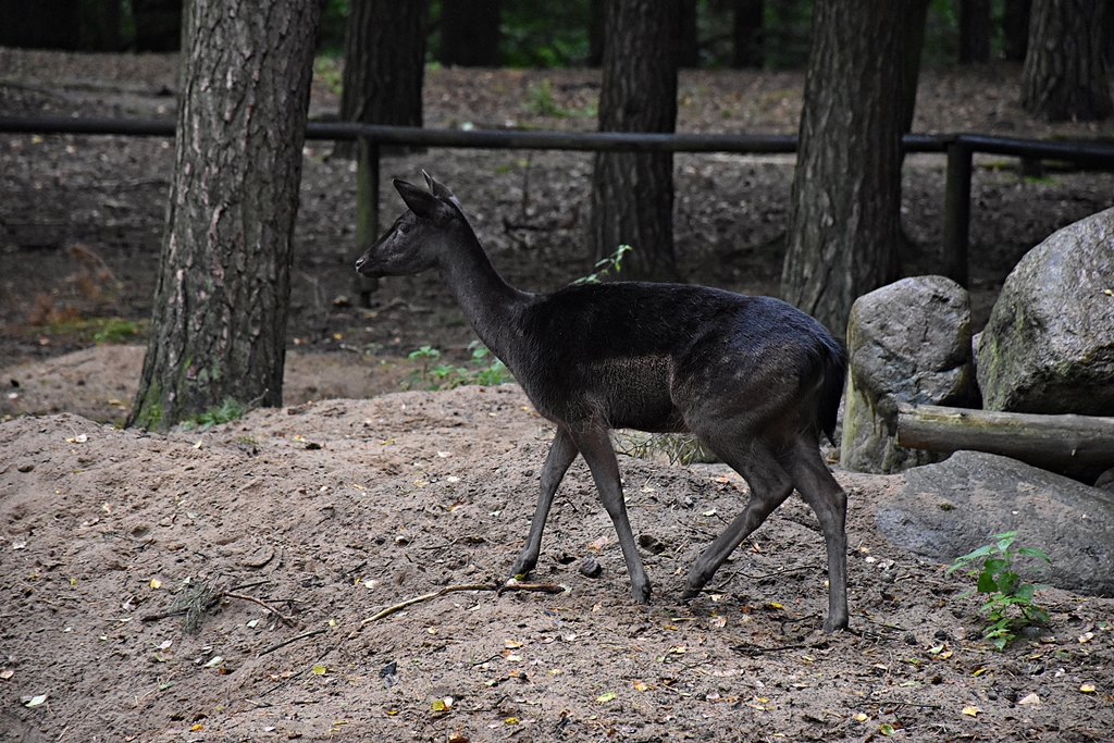Fallow deer (black)