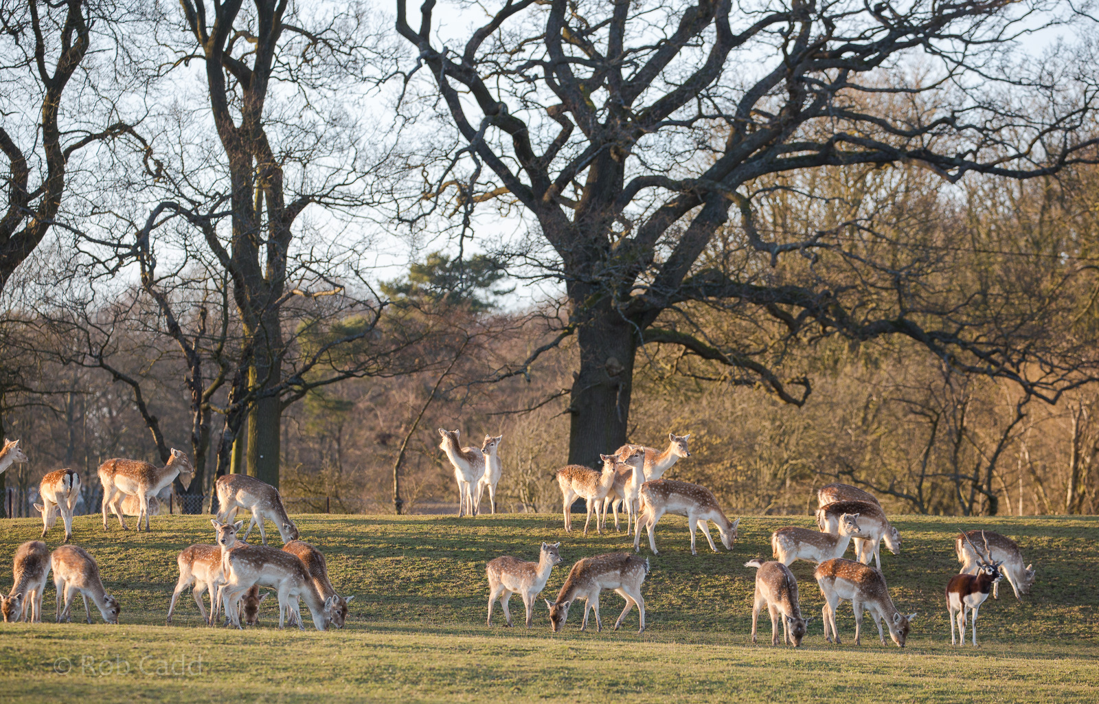 Fallow deer; blackbuck : Whipsnade : 14 Mar 2016