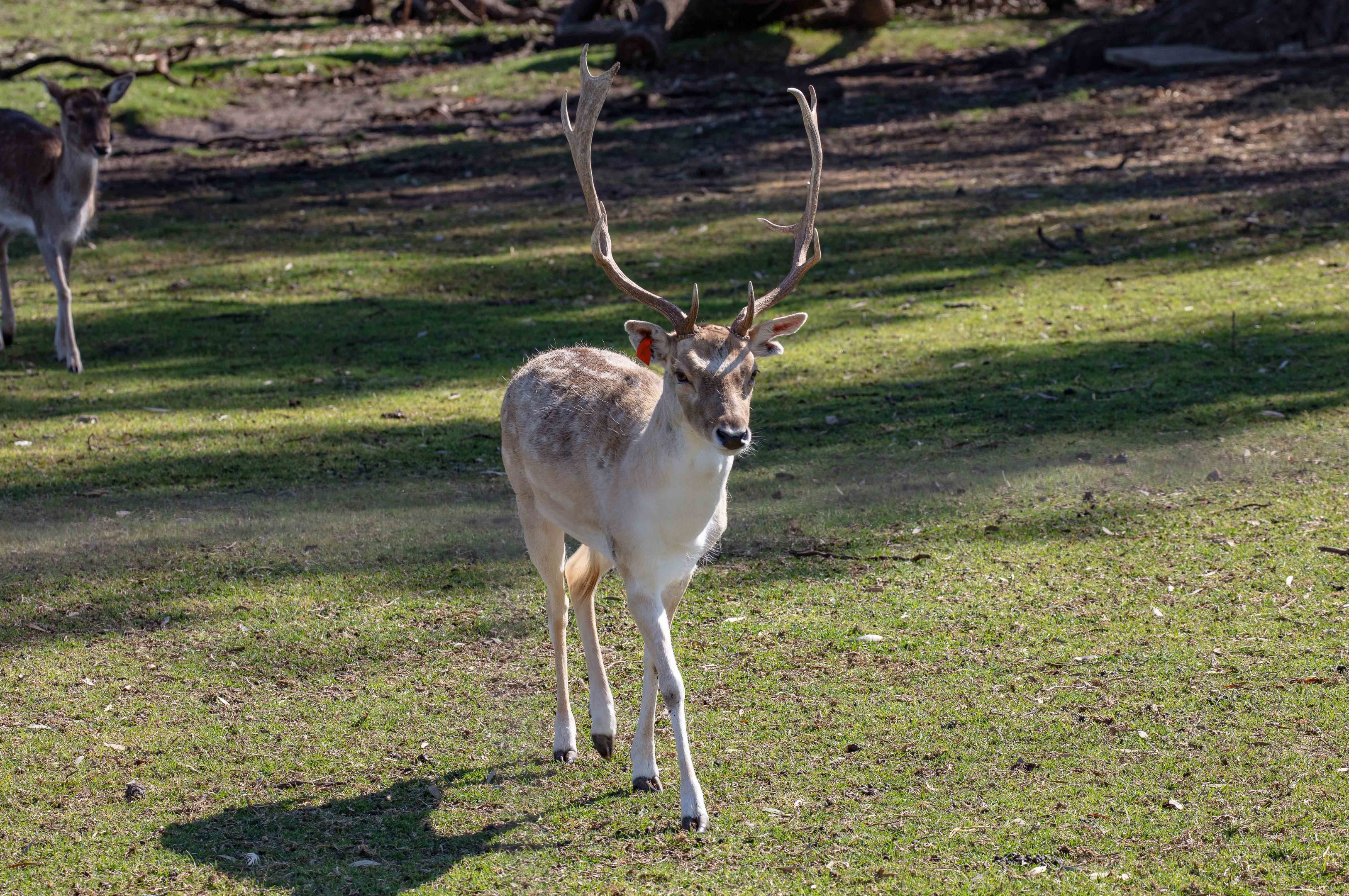 Fallow Deer buck