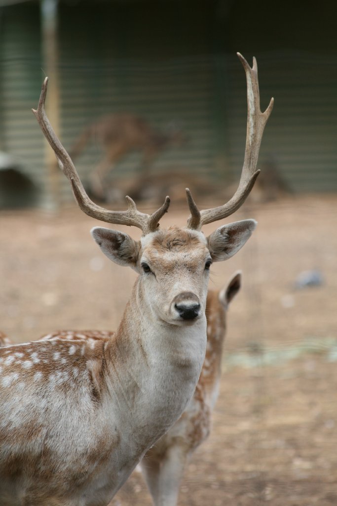 Fallow Deer buck