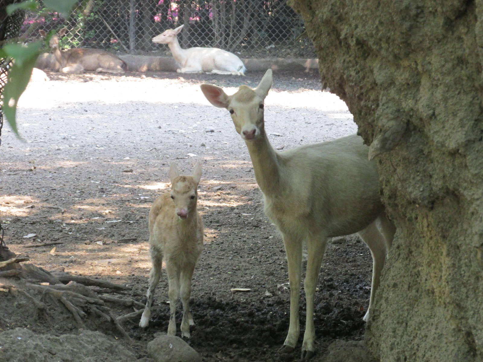Fallow Deer Chapultepec Zoo