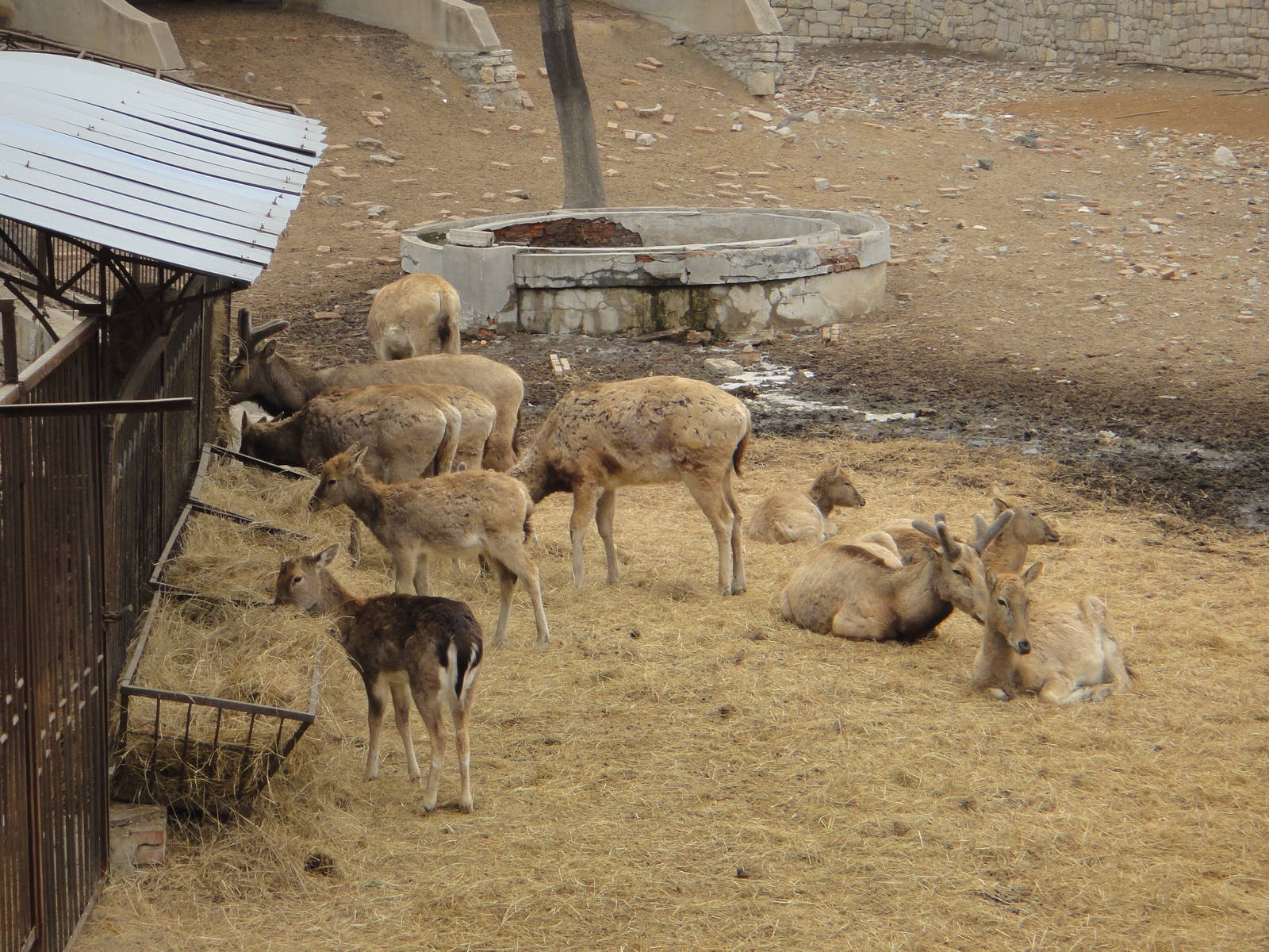Fallow deer (Dama dama) and P?re David's deer (Elaphurus davidianus)