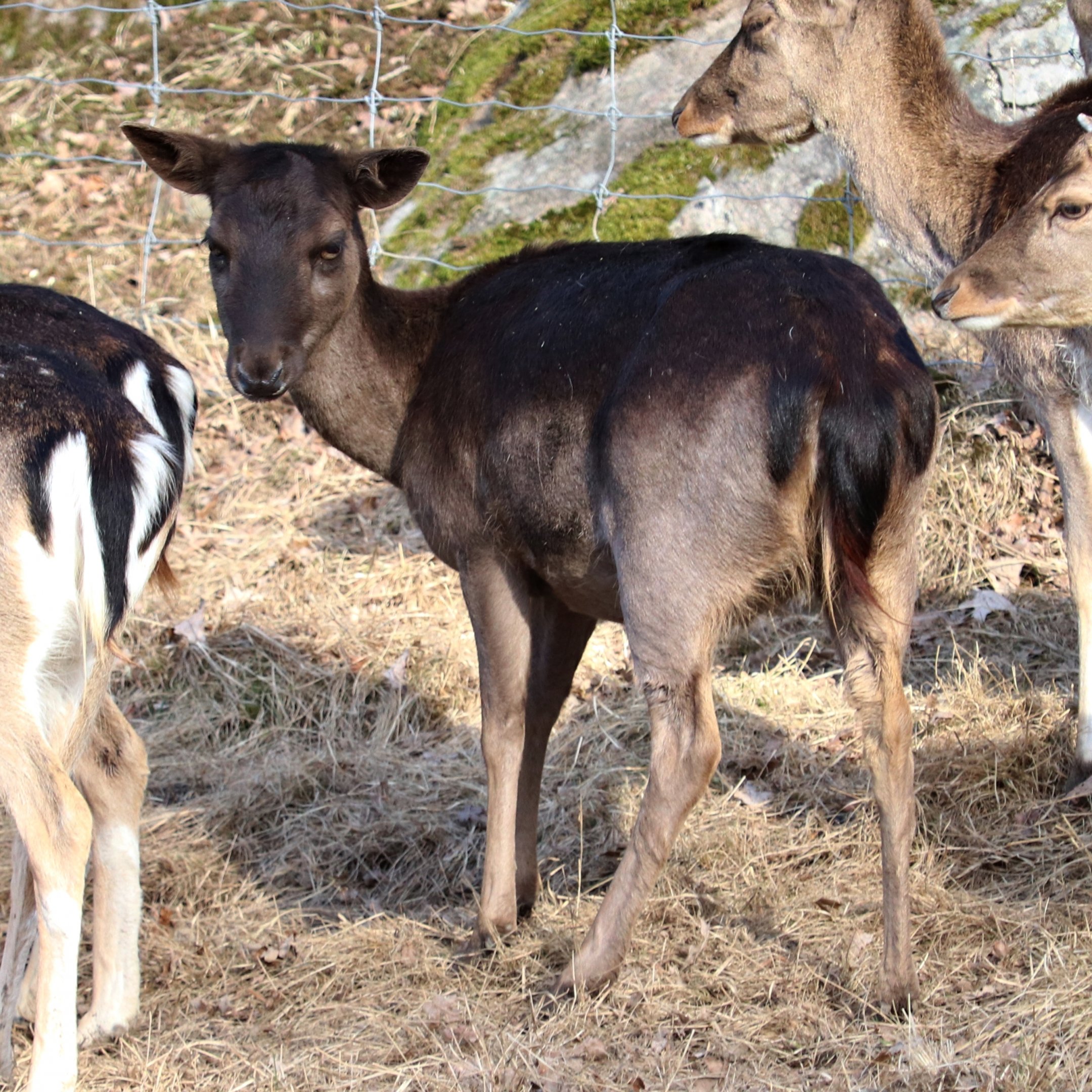 Fallow deer (Dama dama) - Gripsholm Deer Field