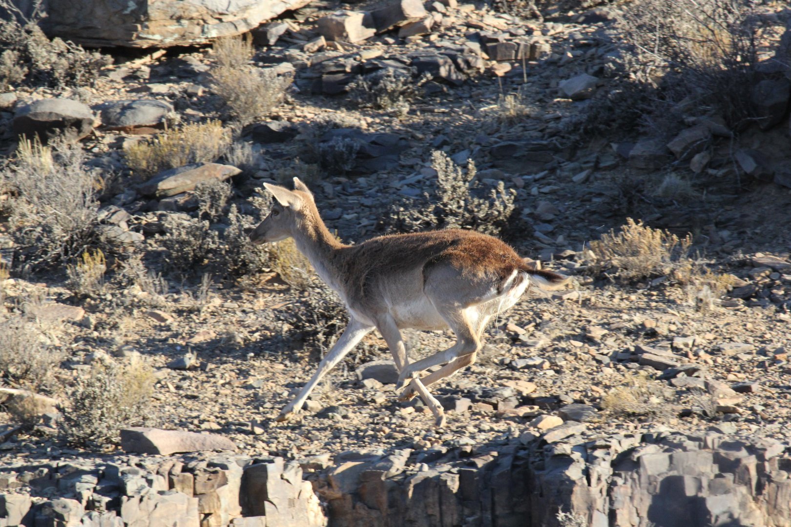 fallow deer (Dama dama) introduced