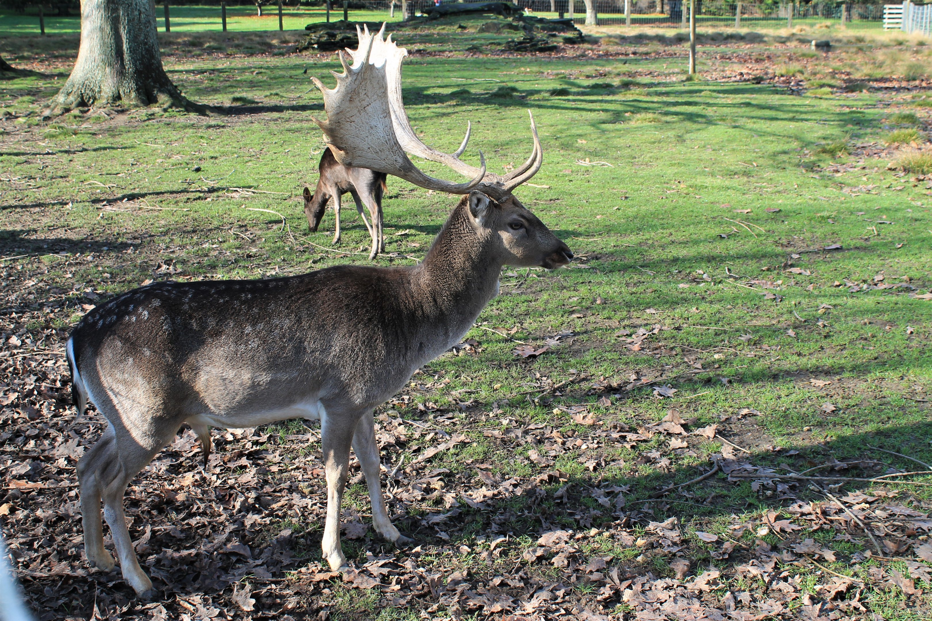 Fallow Deer (Dama dama), Queen Elizabeth Park, Masterton