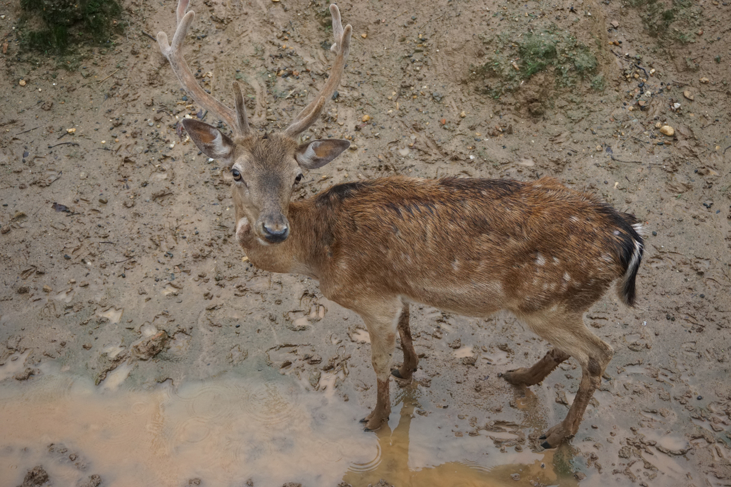 Fallow deer (Dama dama)