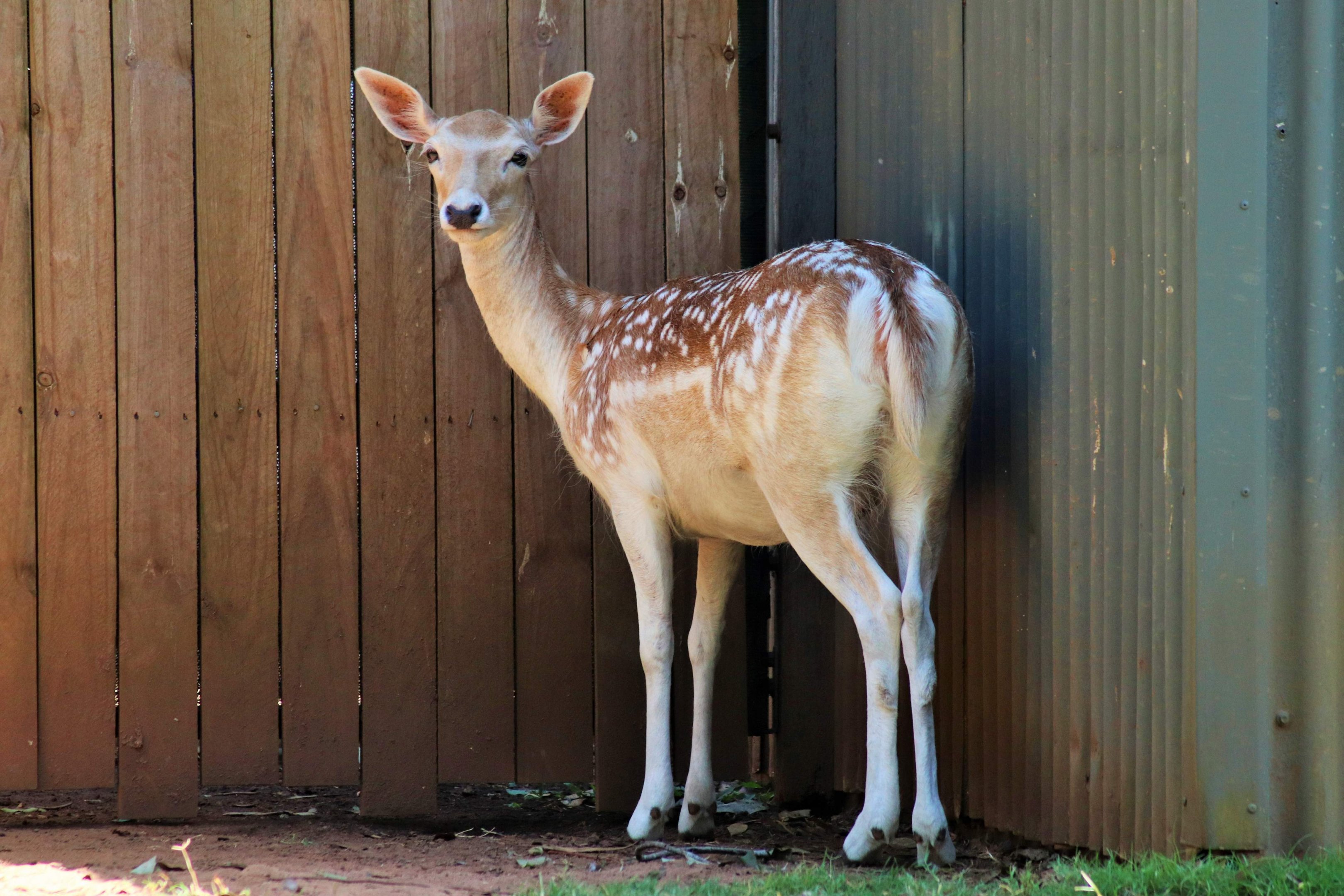 Fallow Deer (Dama dama)