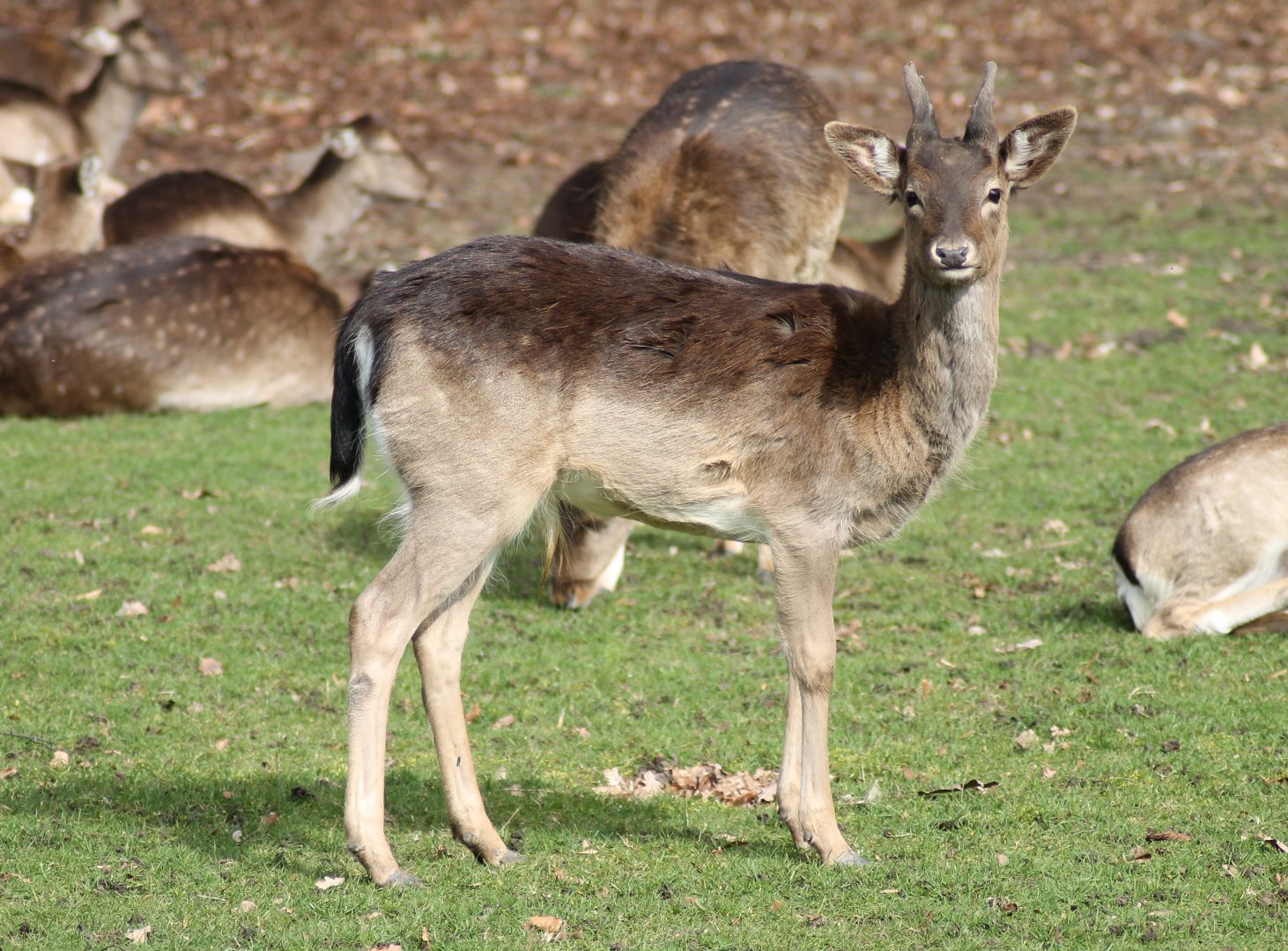 Fallow deer (Dama dama)