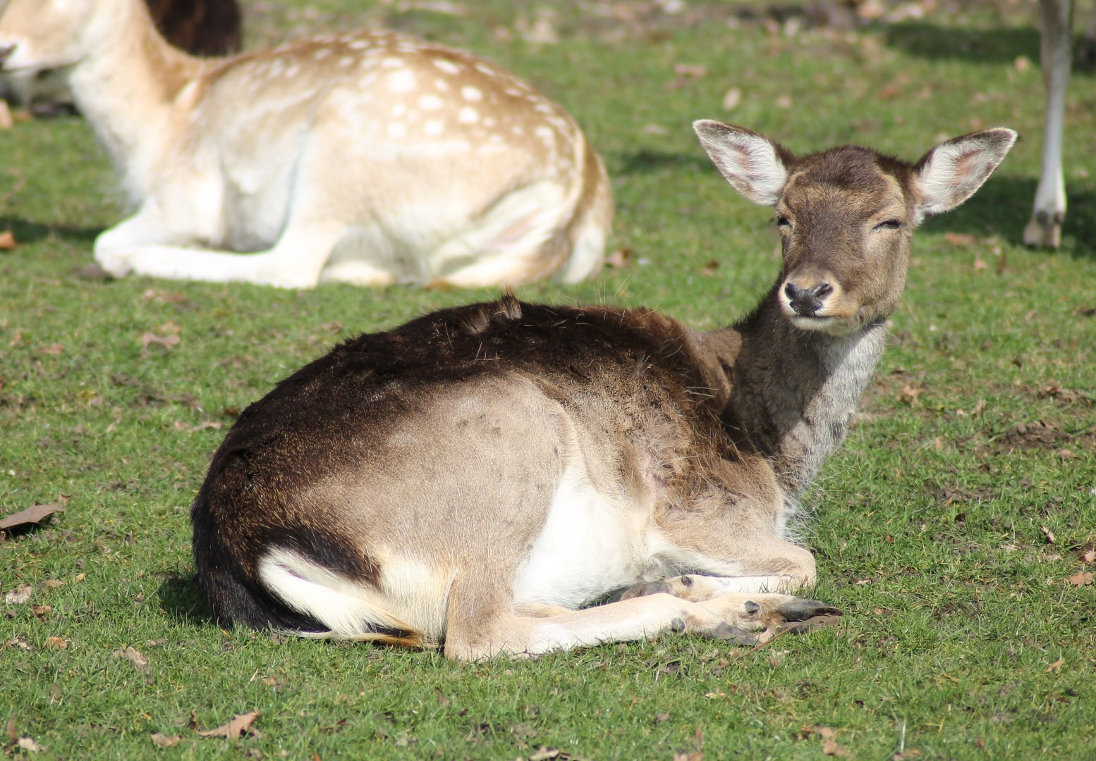 Fallow deer (Dama dama)