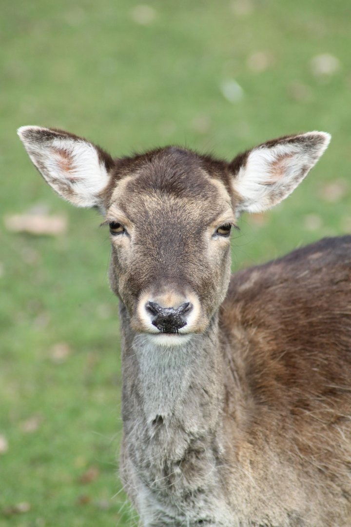 Fallow deer (Dama dama)
