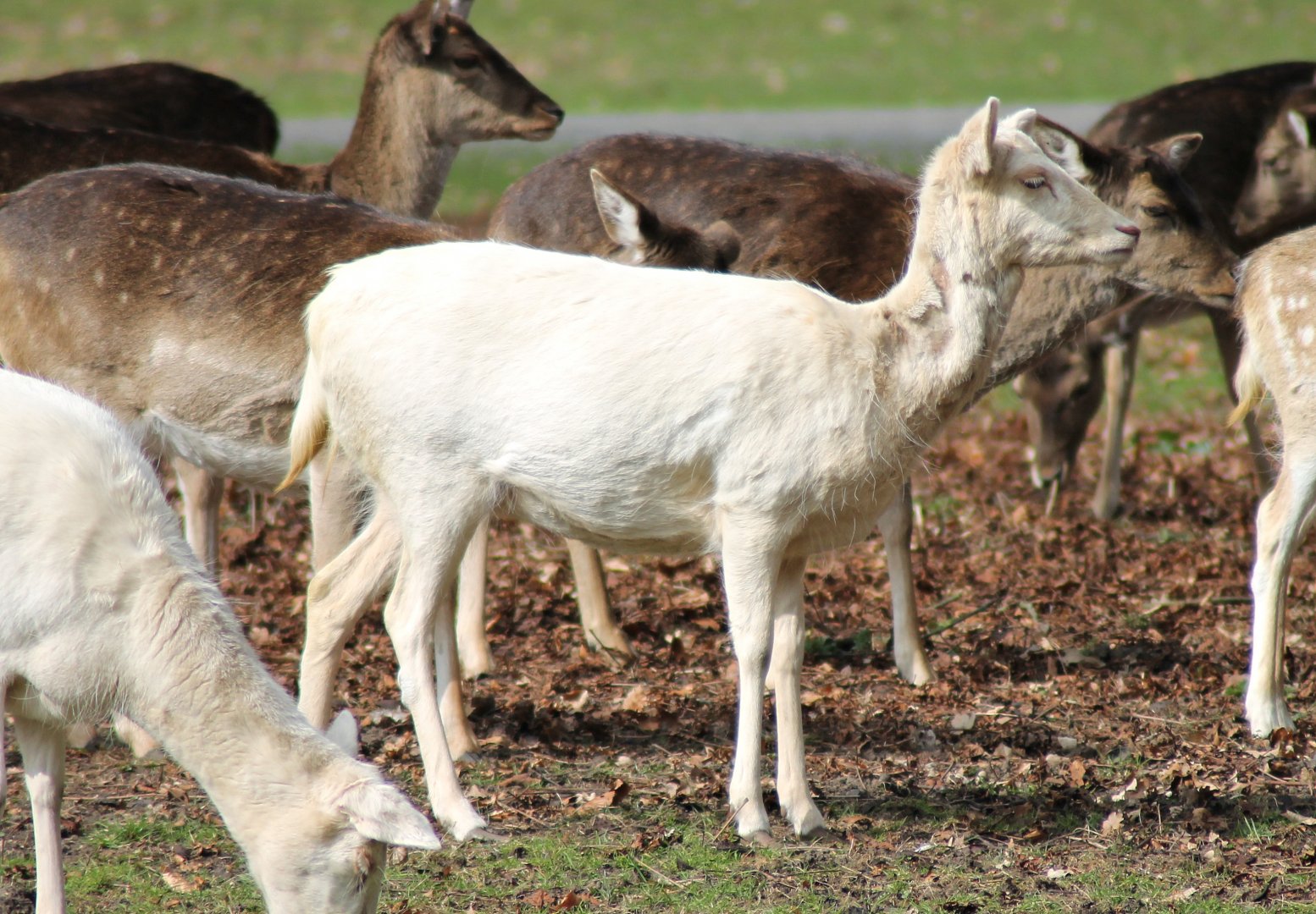Fallow deer (Dama dama)