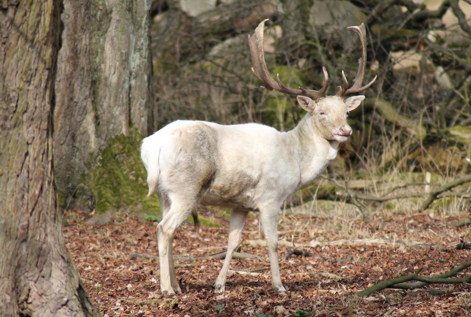 Fallow deer (Dama dama)