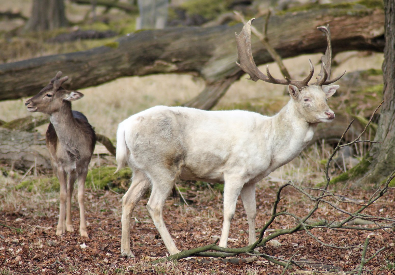 Fallow deer (Dama dama)