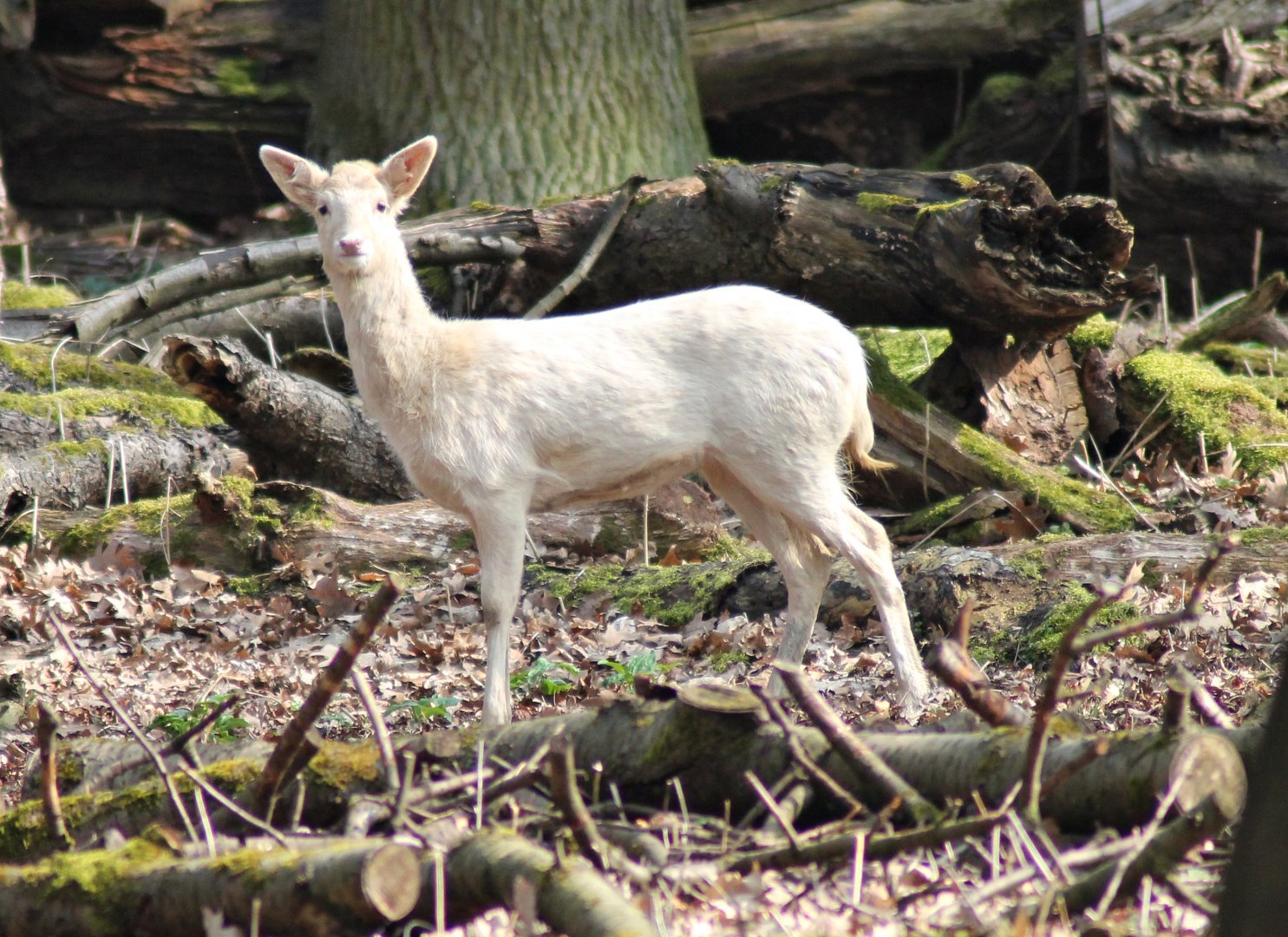 Fallow deer (Dama dama)