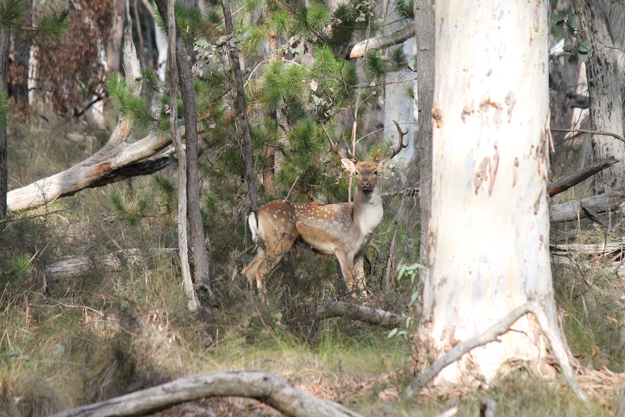Fallow Deer (Dama dama)