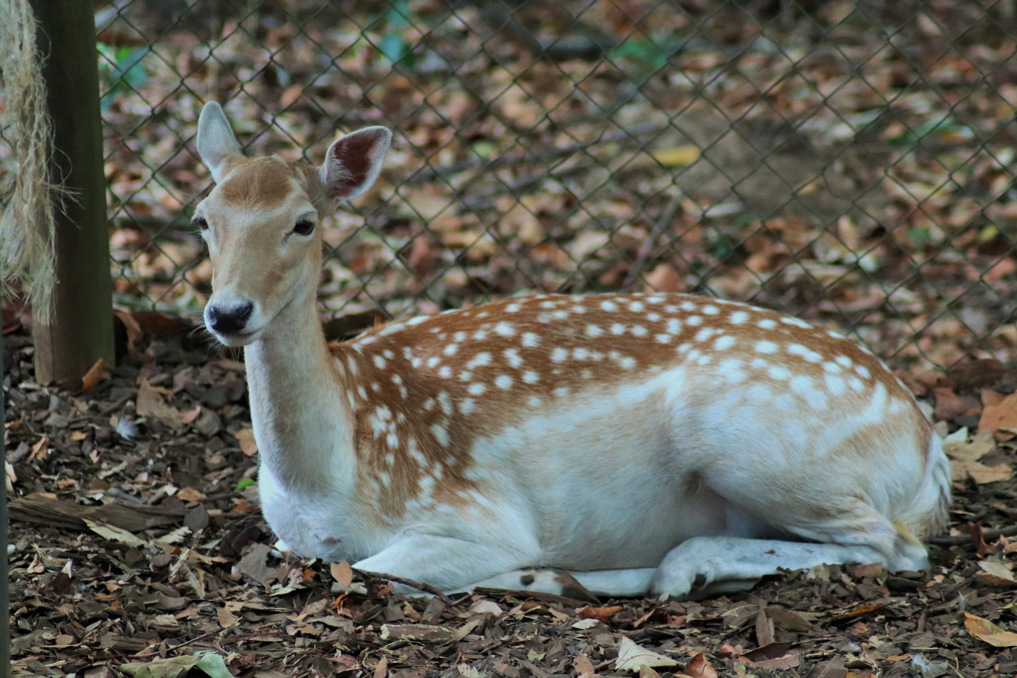 Fallow Deer (Dama dama)