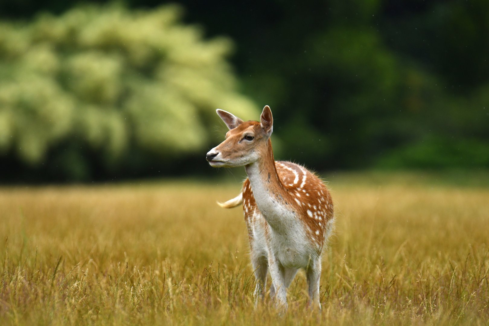 Fallow deer (Dama dama)
