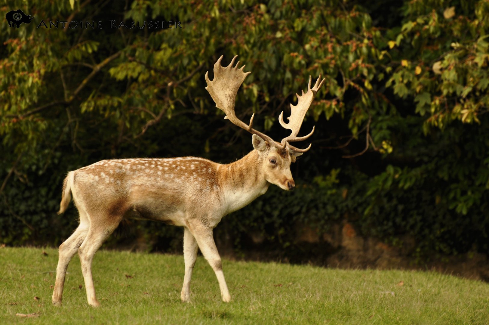 Fallow deer (Dama dama)