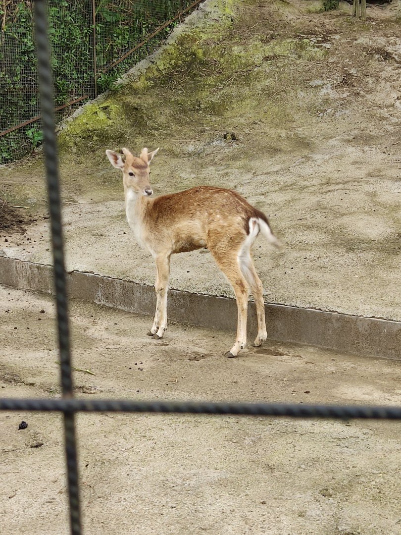 Fallow Deer (Dama dama)