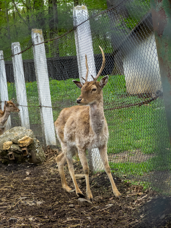 Fallow deer (Dama dama)