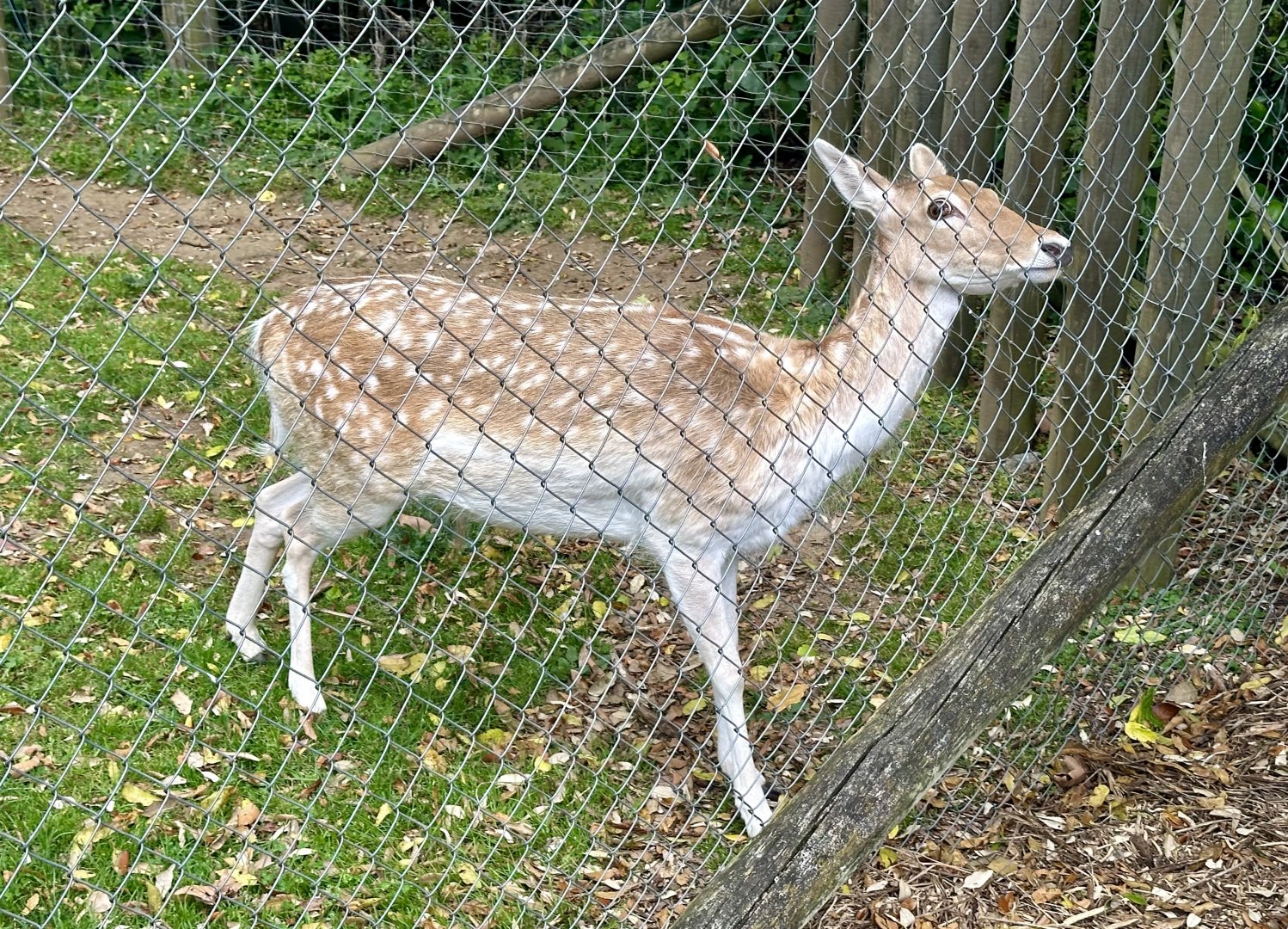 Fallow deer (Dama dama)